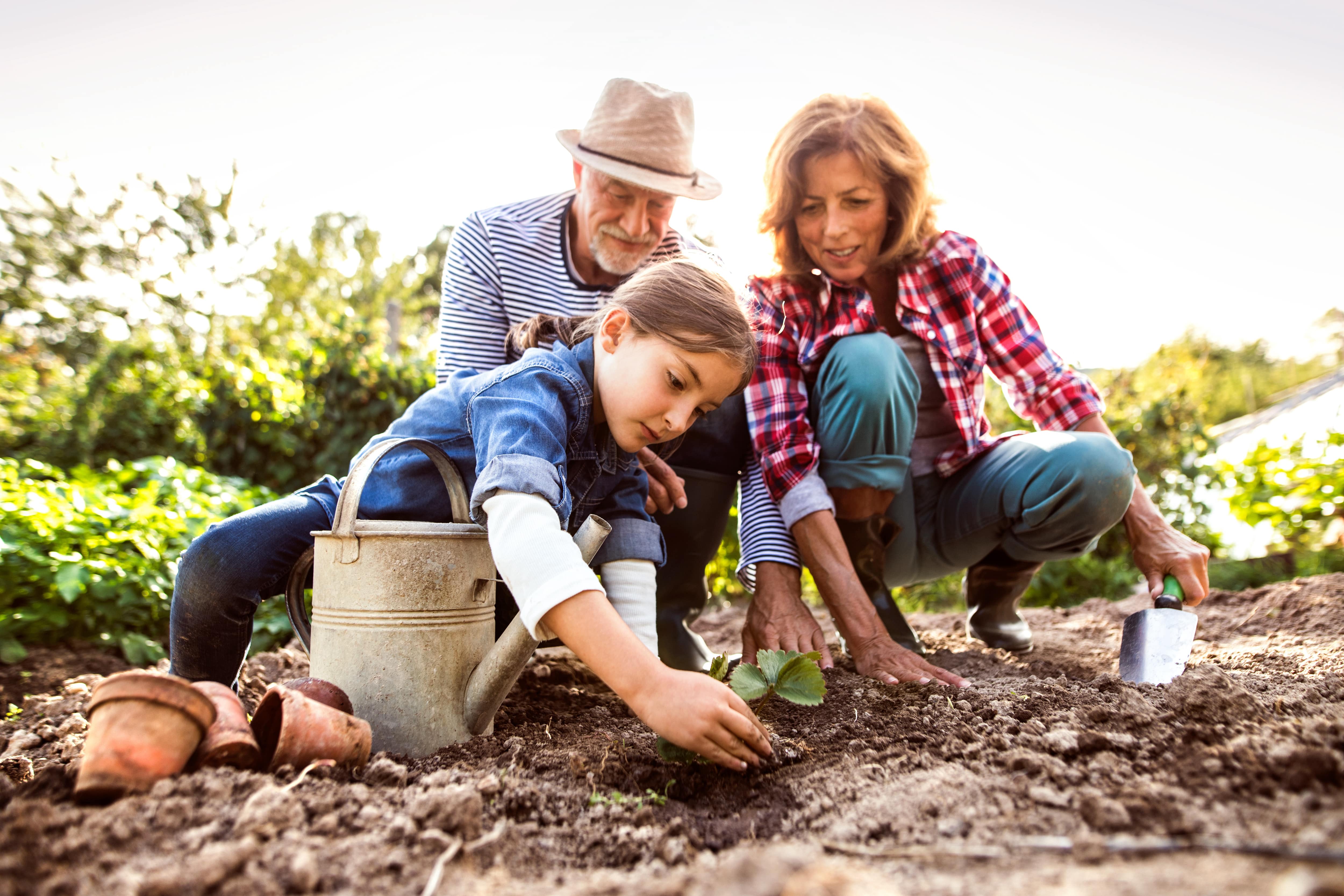 Senior couple transplanting seedlings into the ground with their granddaughter