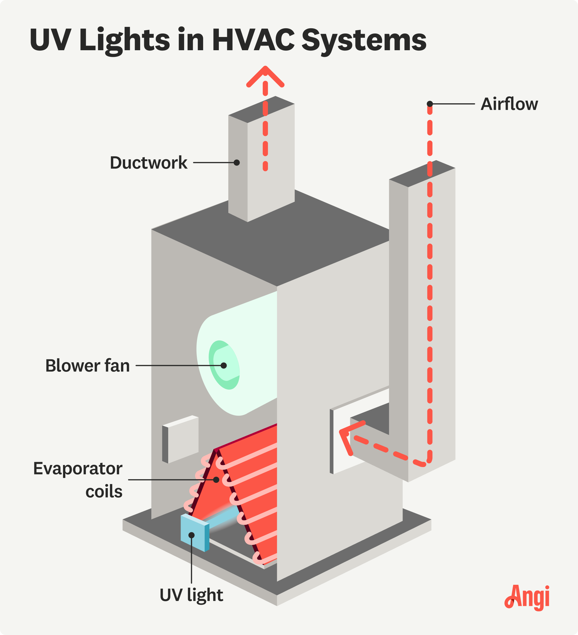 UV lights in HVAC system illustrated, including the UV light, blower fan, and evaporator coils