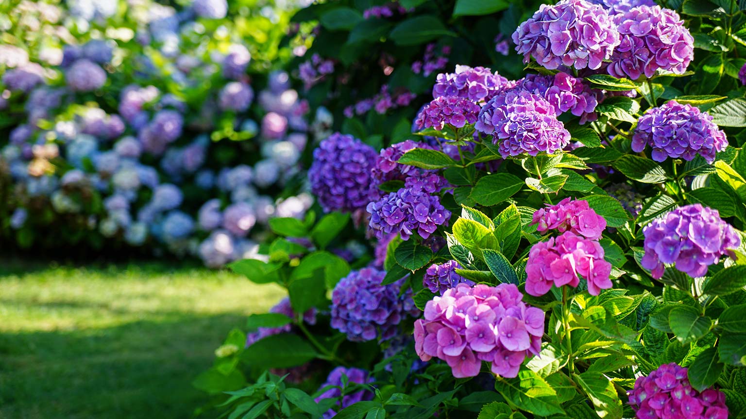 hydrangea