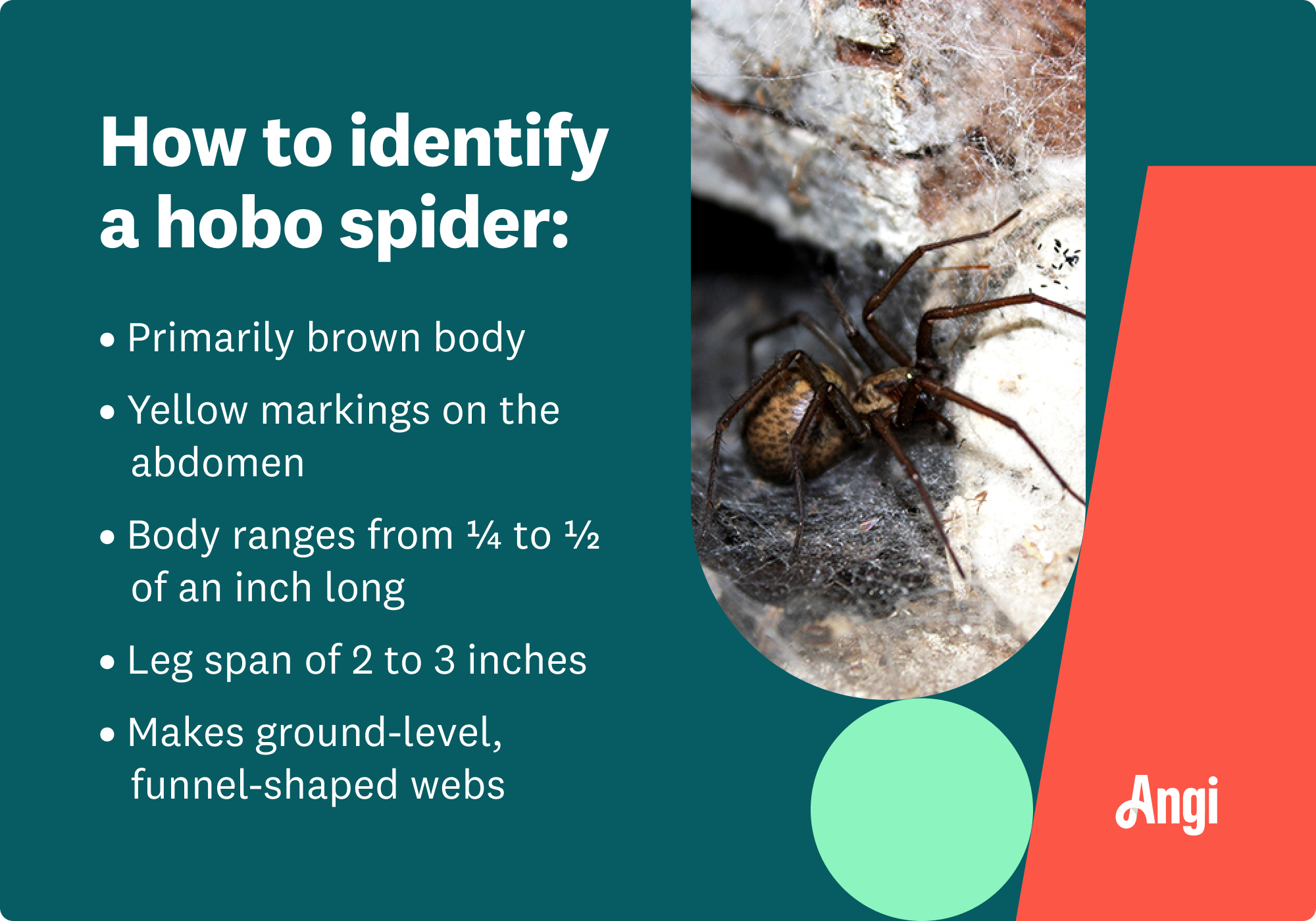 5 ways to identify a hobo spider, including yellow markings on the abdomen and a primarily brown body