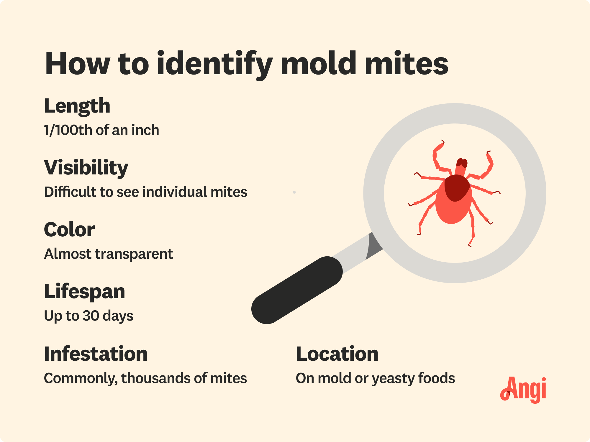 What Are Mold Mites? And How Do You Get Rid of Them?