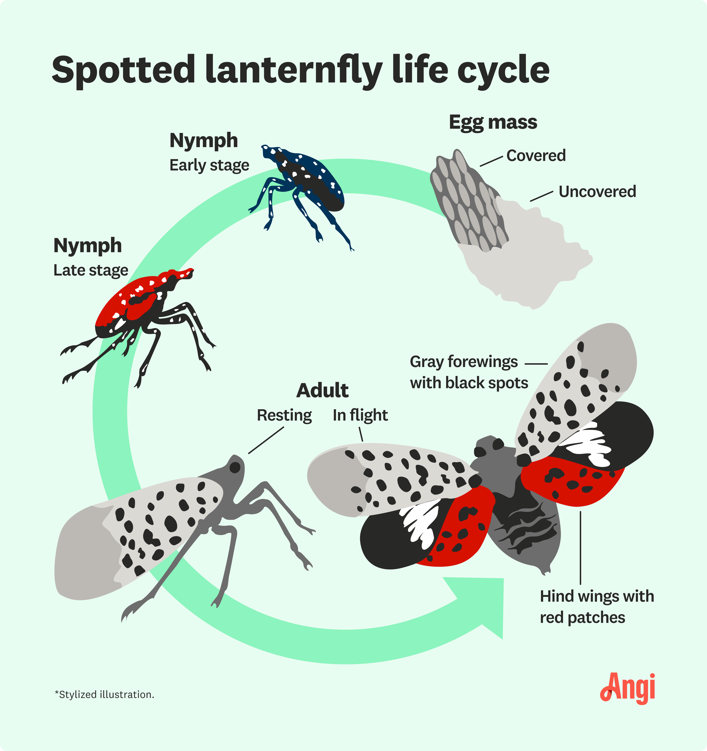 Illustration showing how to identify a spotted lanternfly throughout its life cycle