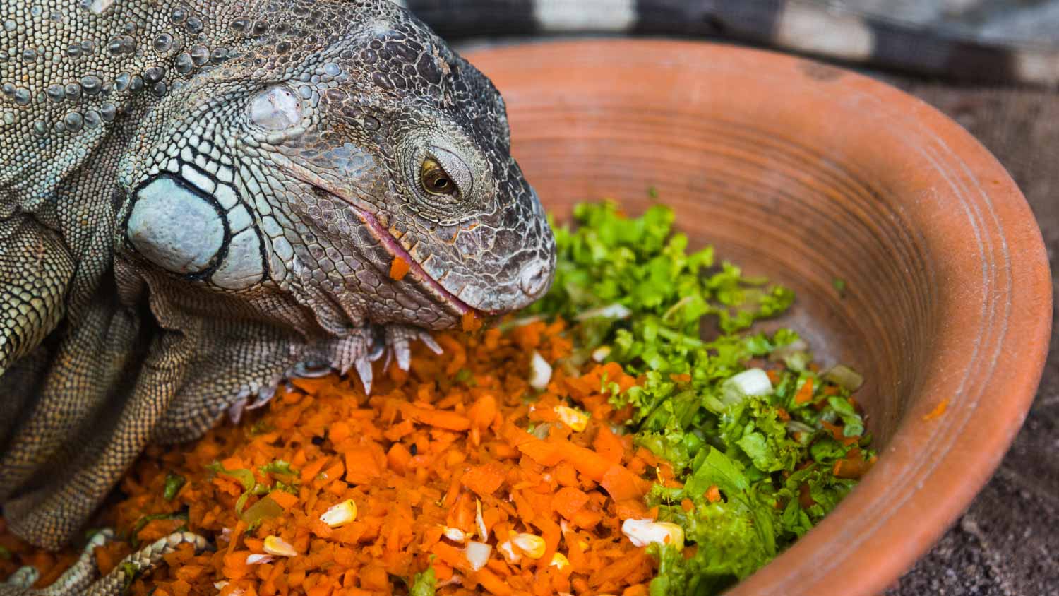 Iguana eating vegetables