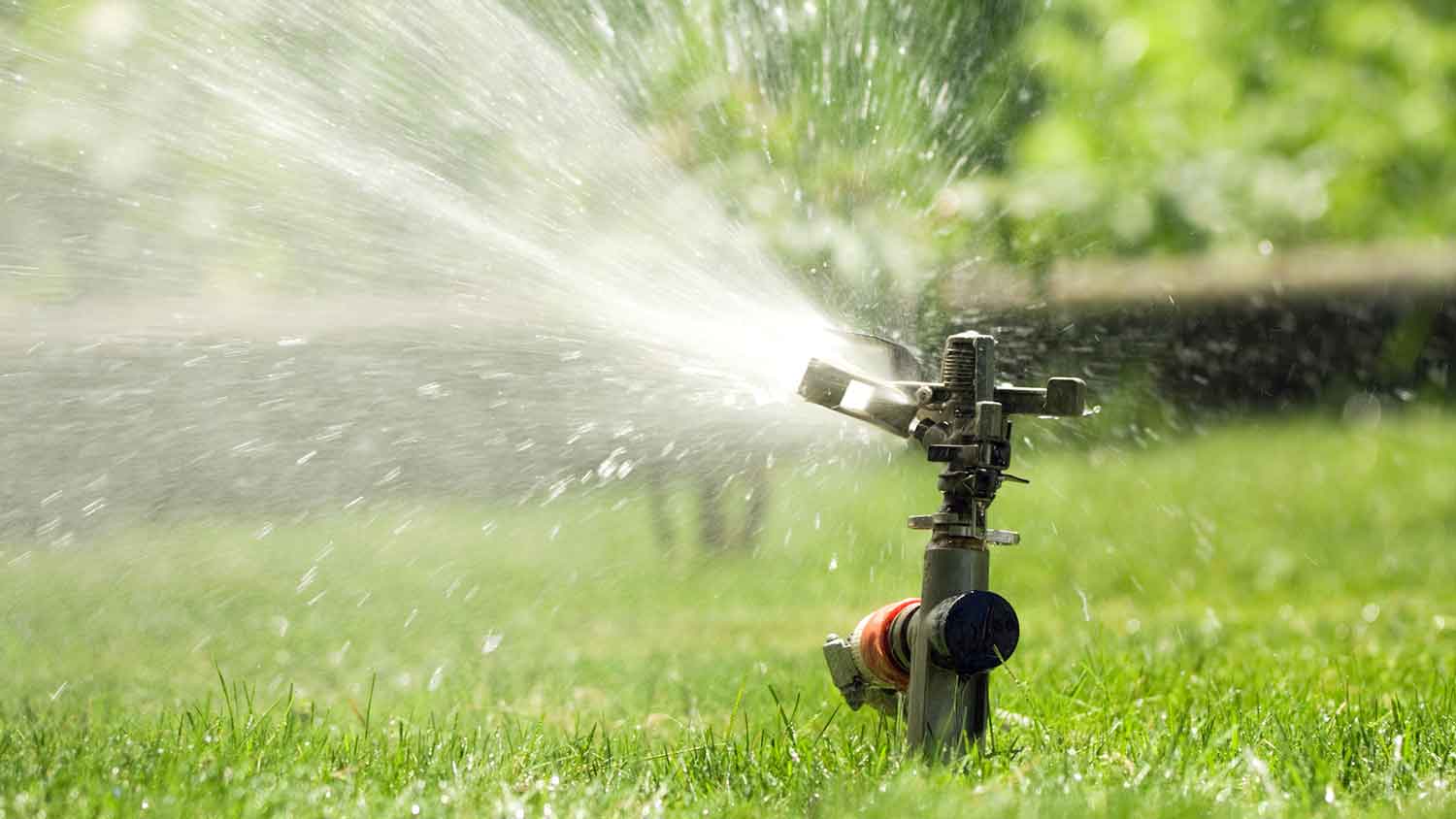 Impact sprinkler head watering the yard