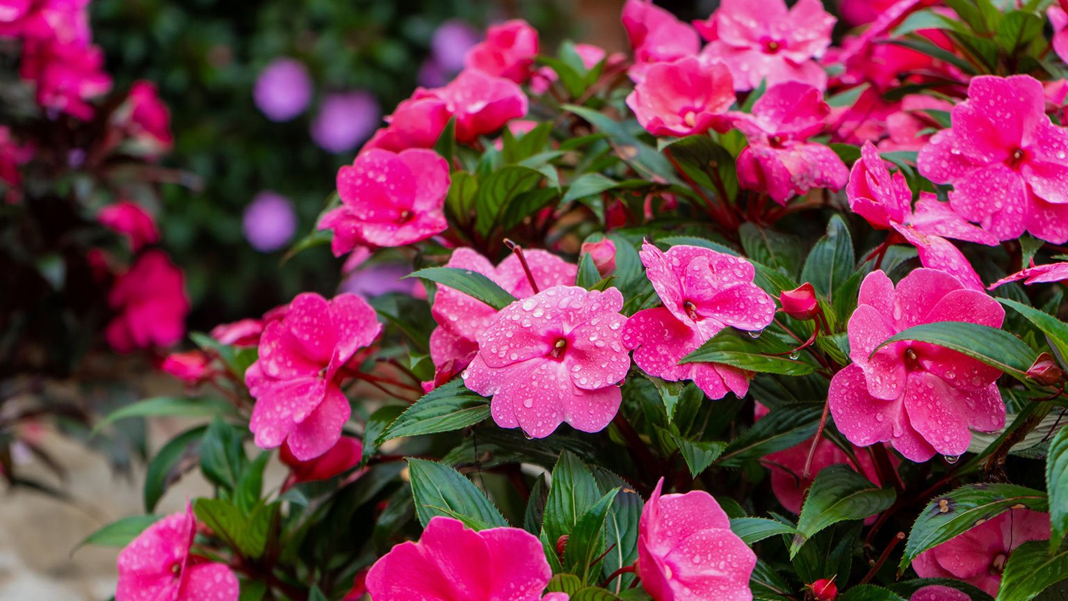 Impatiens