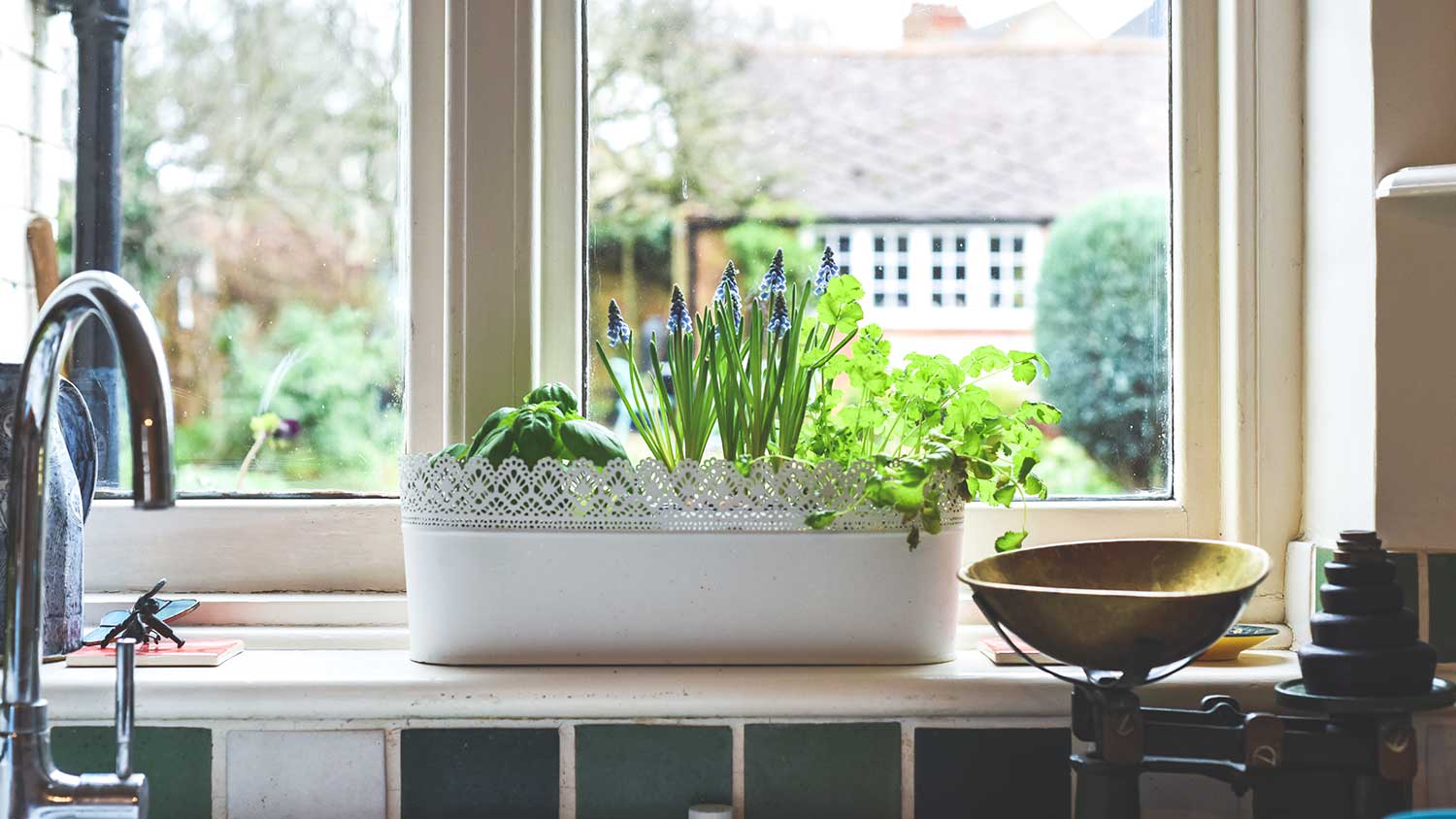 Indoor herb garden growing in a small container