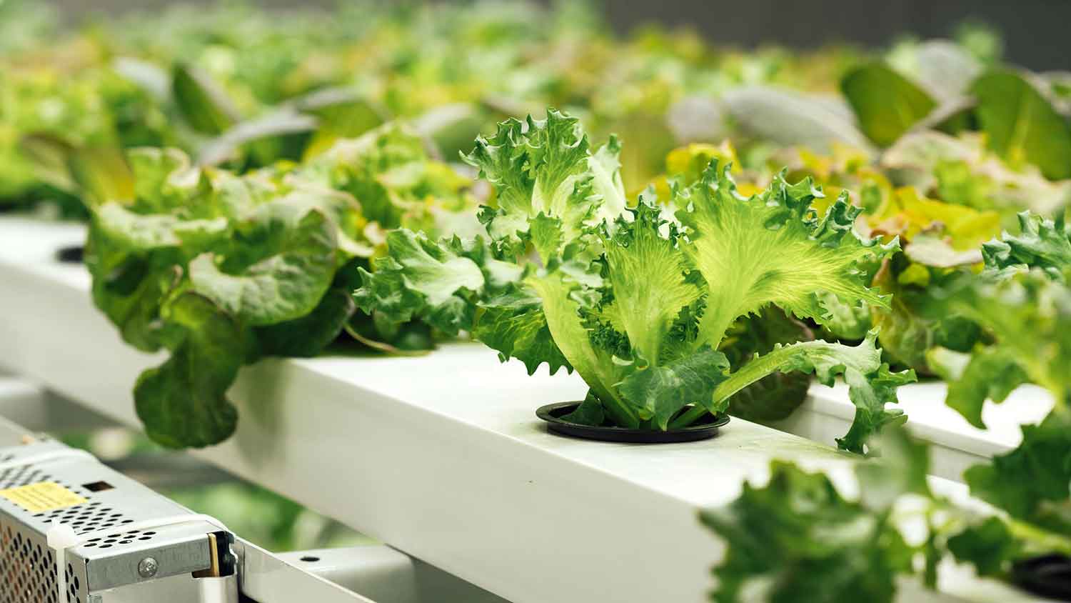Lettuce growing in an indoor hydroponic garden