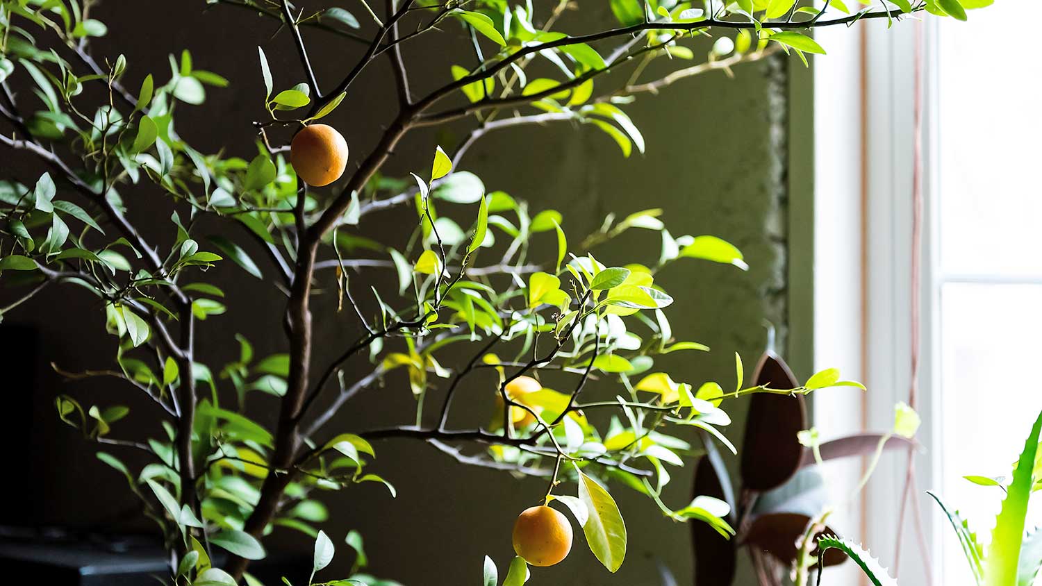 Calamondin orange plant in a house room