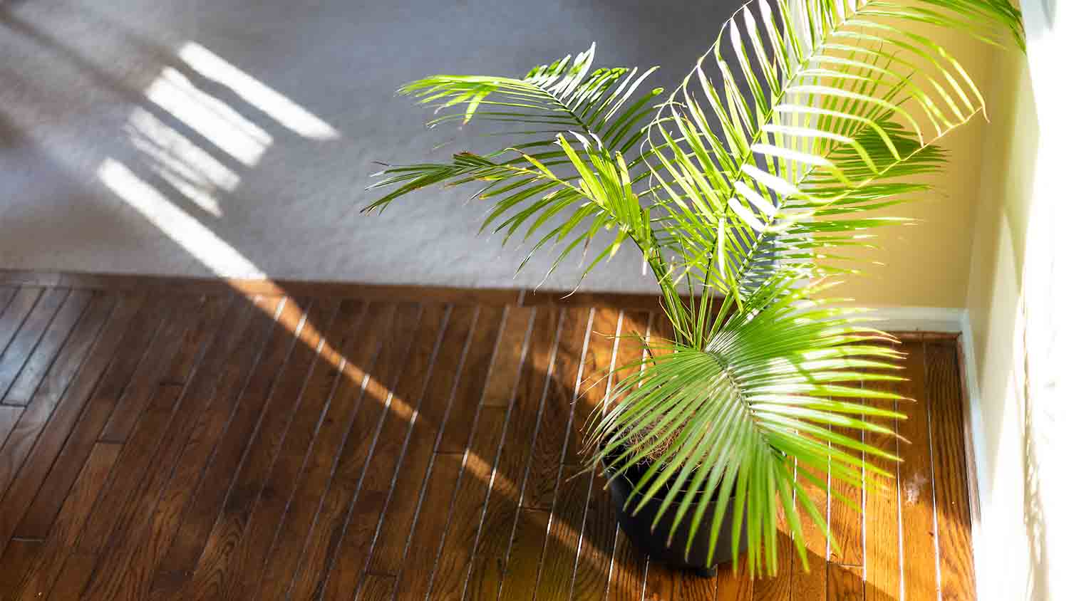 indoor palm tree plant in the sun