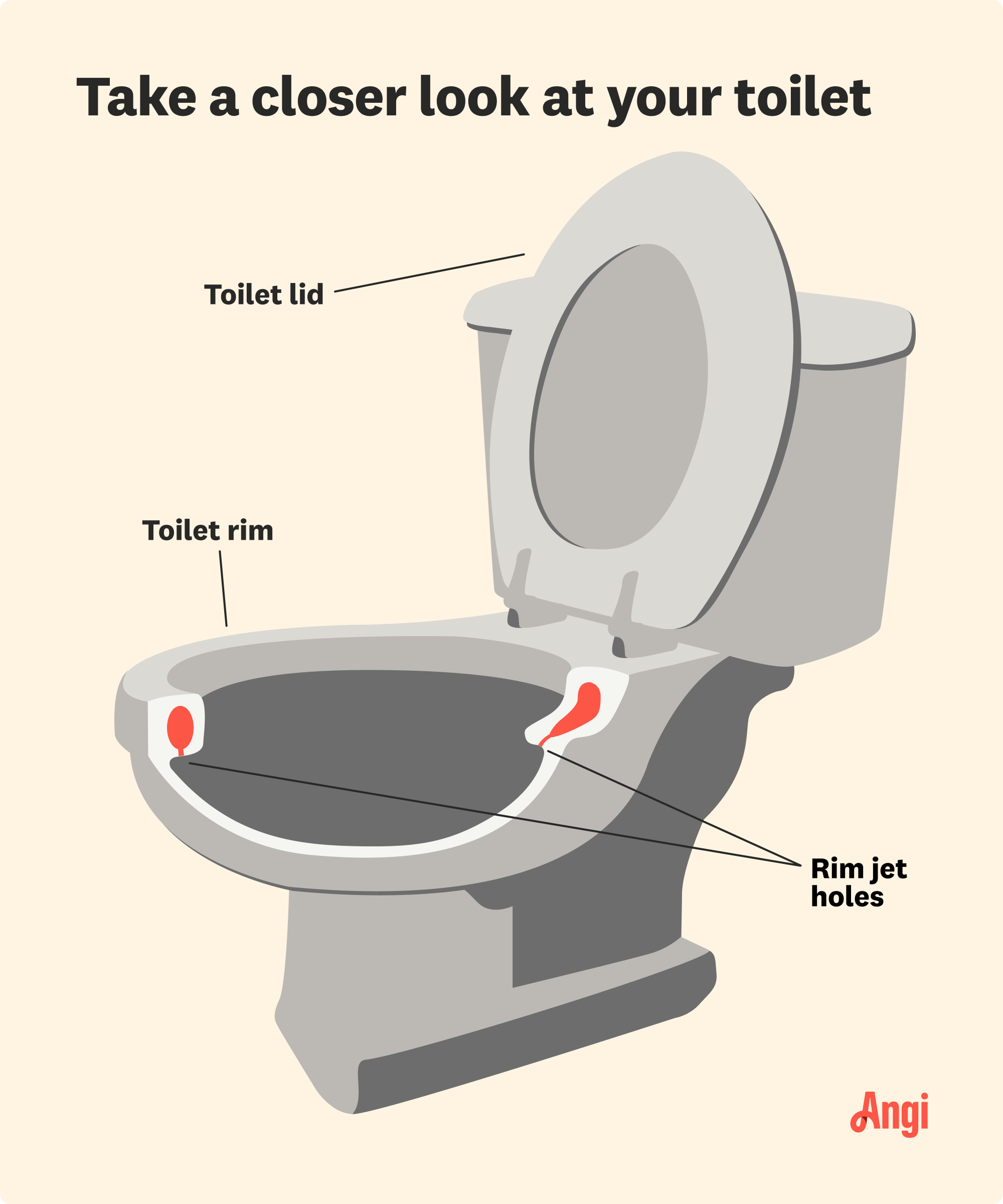 Toilet illustrated, including the lid, rim, and rim jet holes