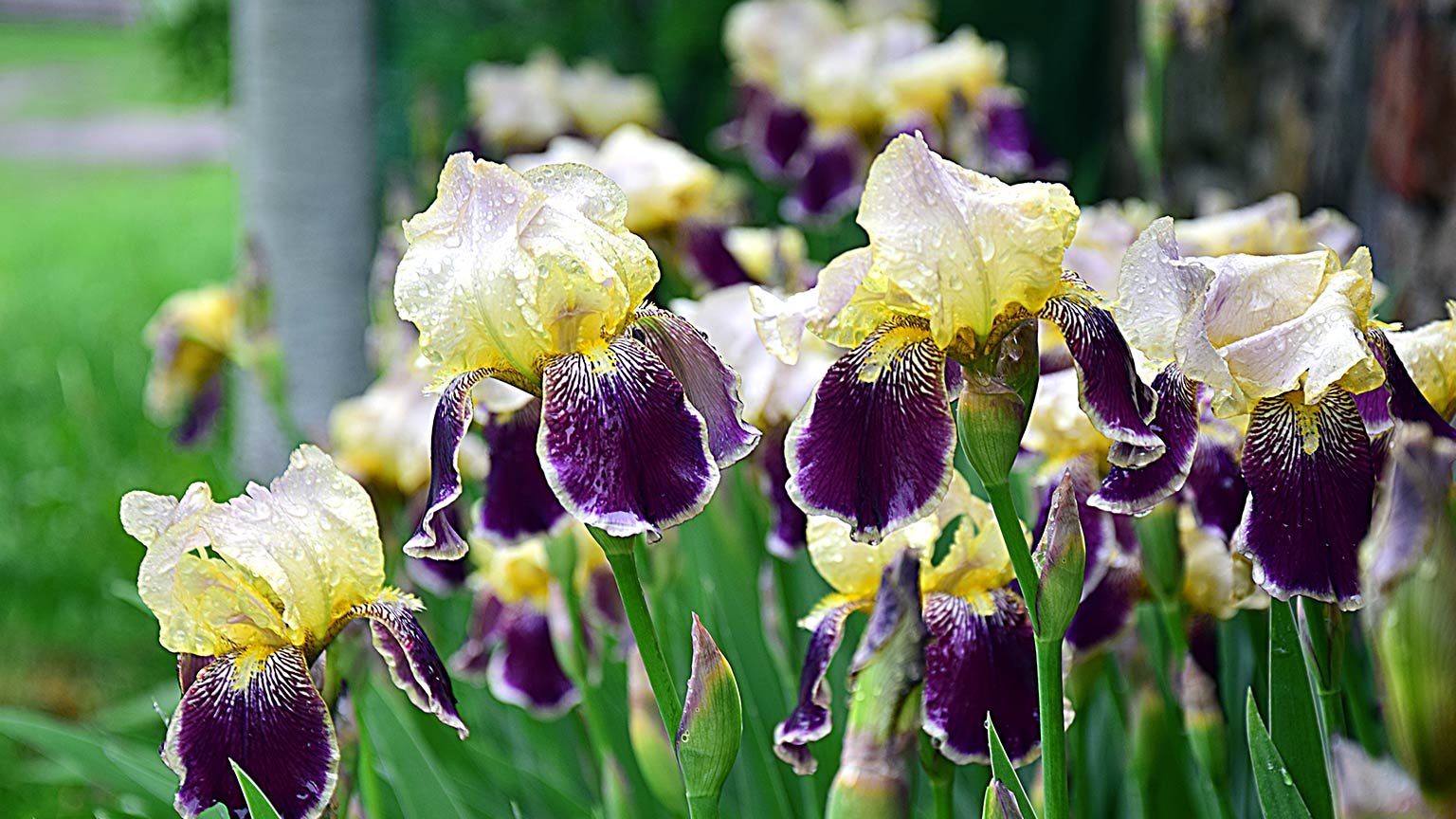 iris 