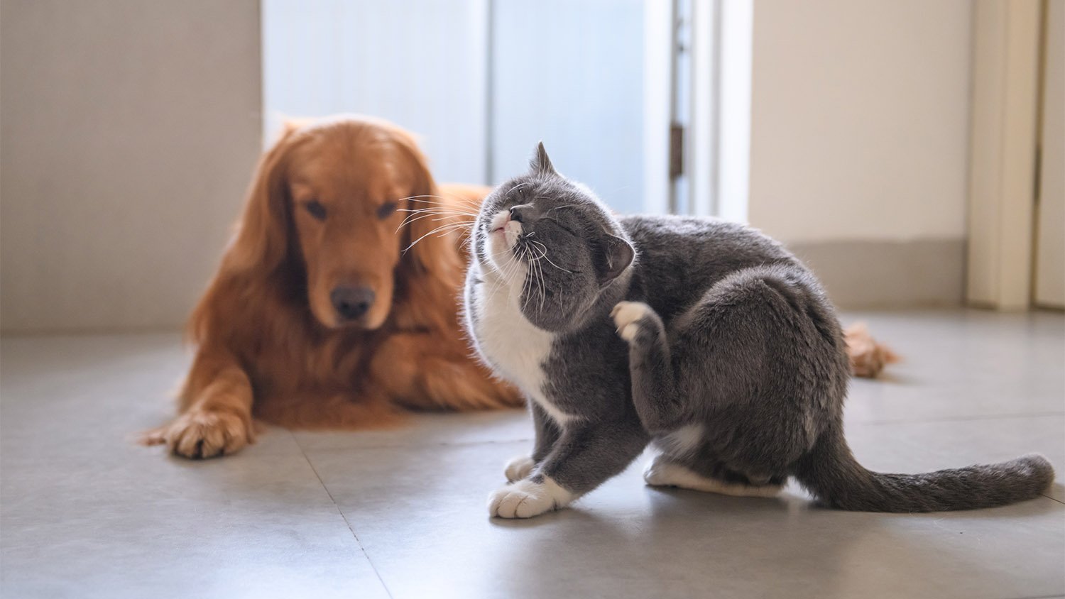 How to Protect Hardwood Floors from Pets - Dog & Cat Scratch