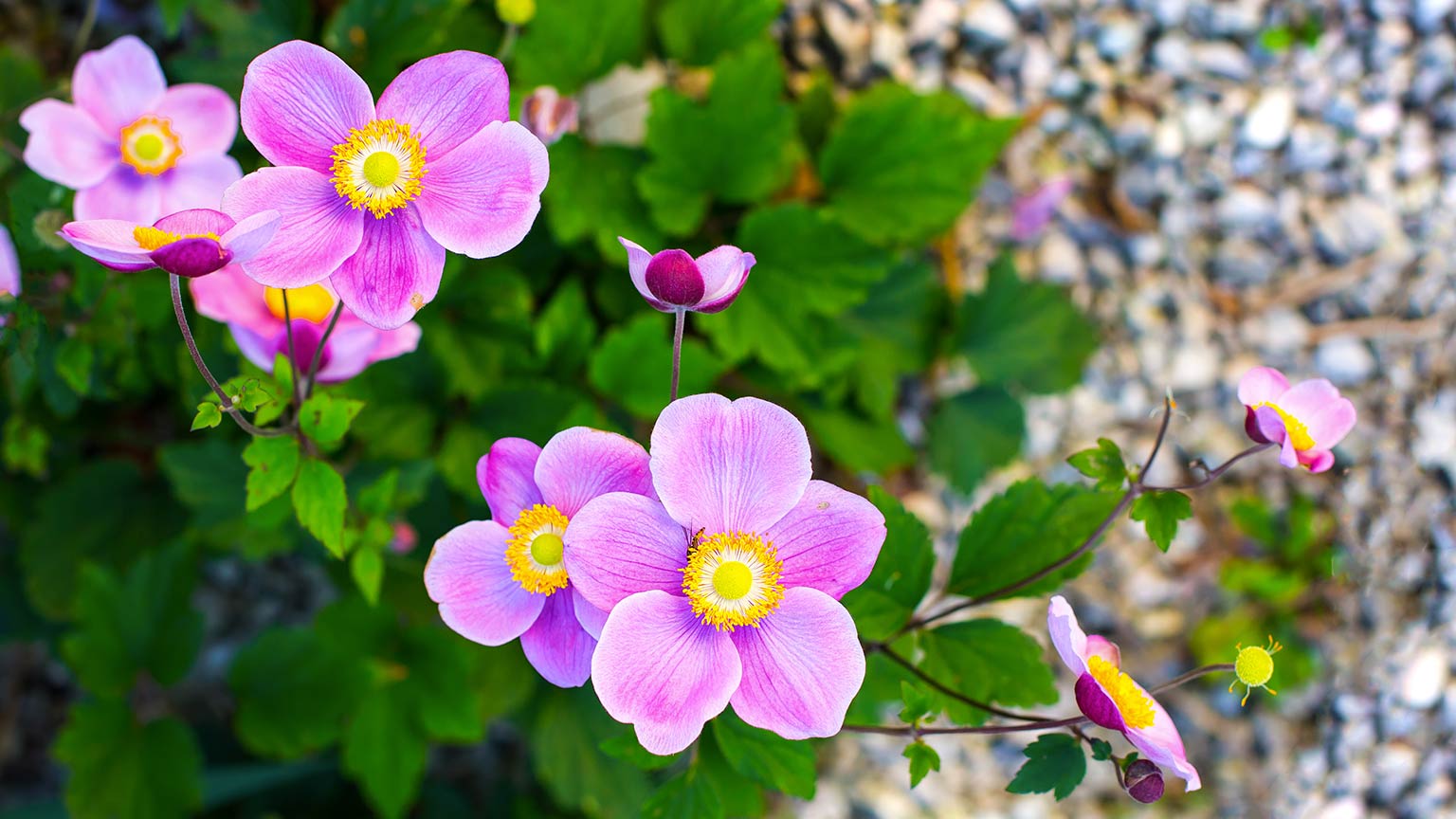 Japanese anemone