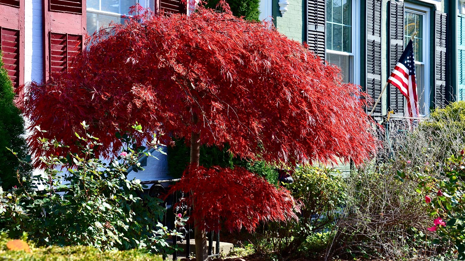 A japanese dogwood flower