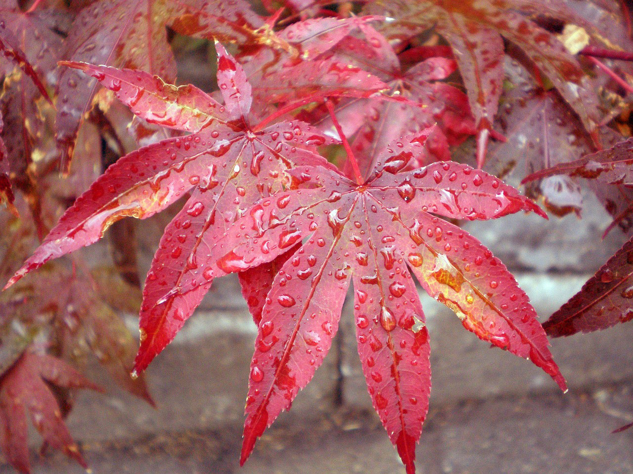 Japanese maple leaf