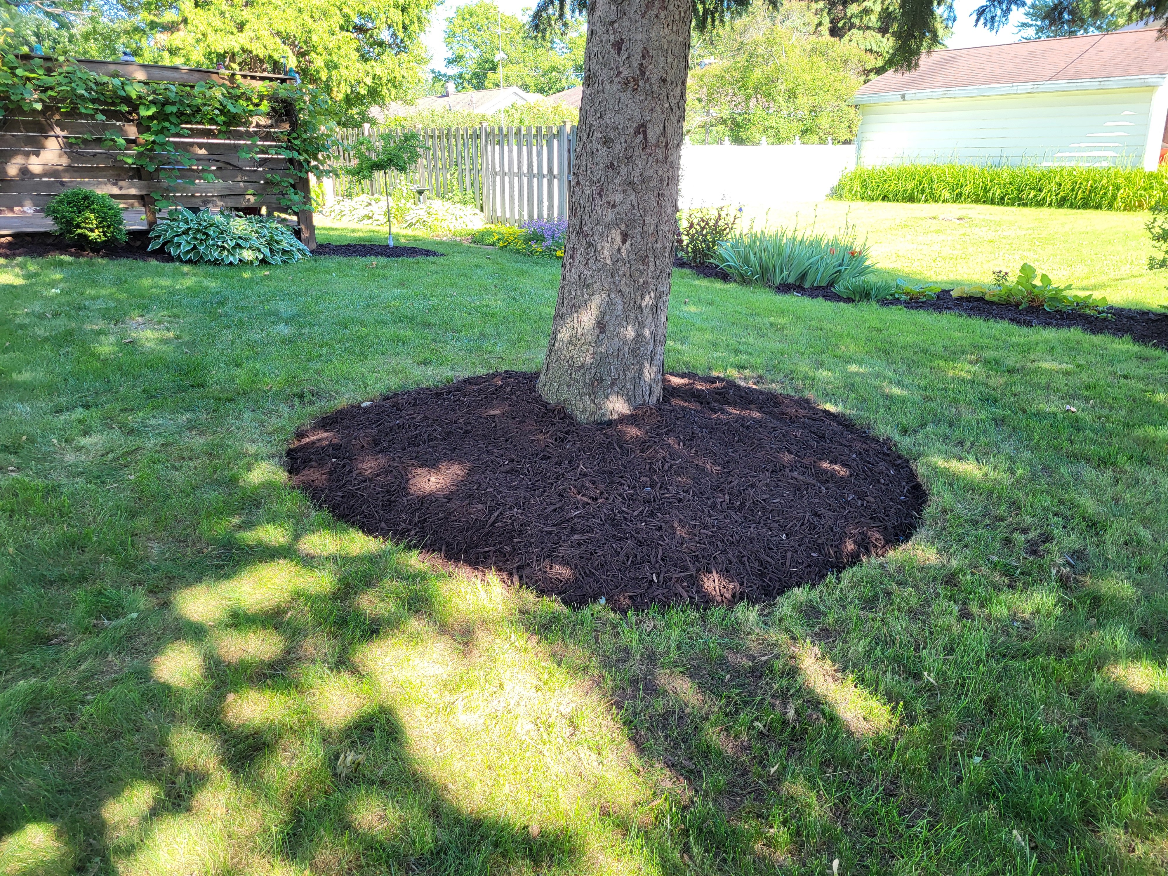 Closeup of tree in ground 