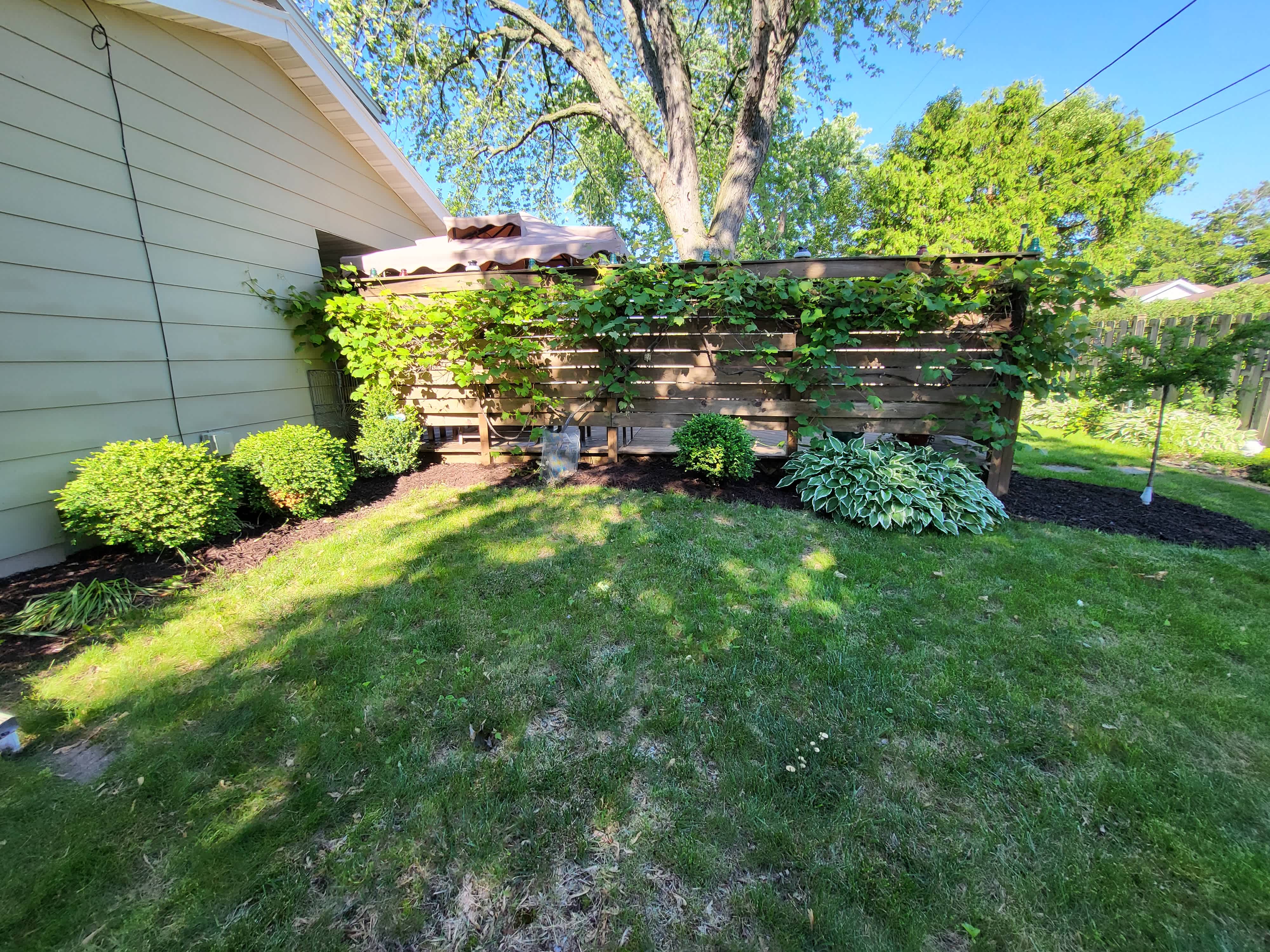 yard without tree stumps