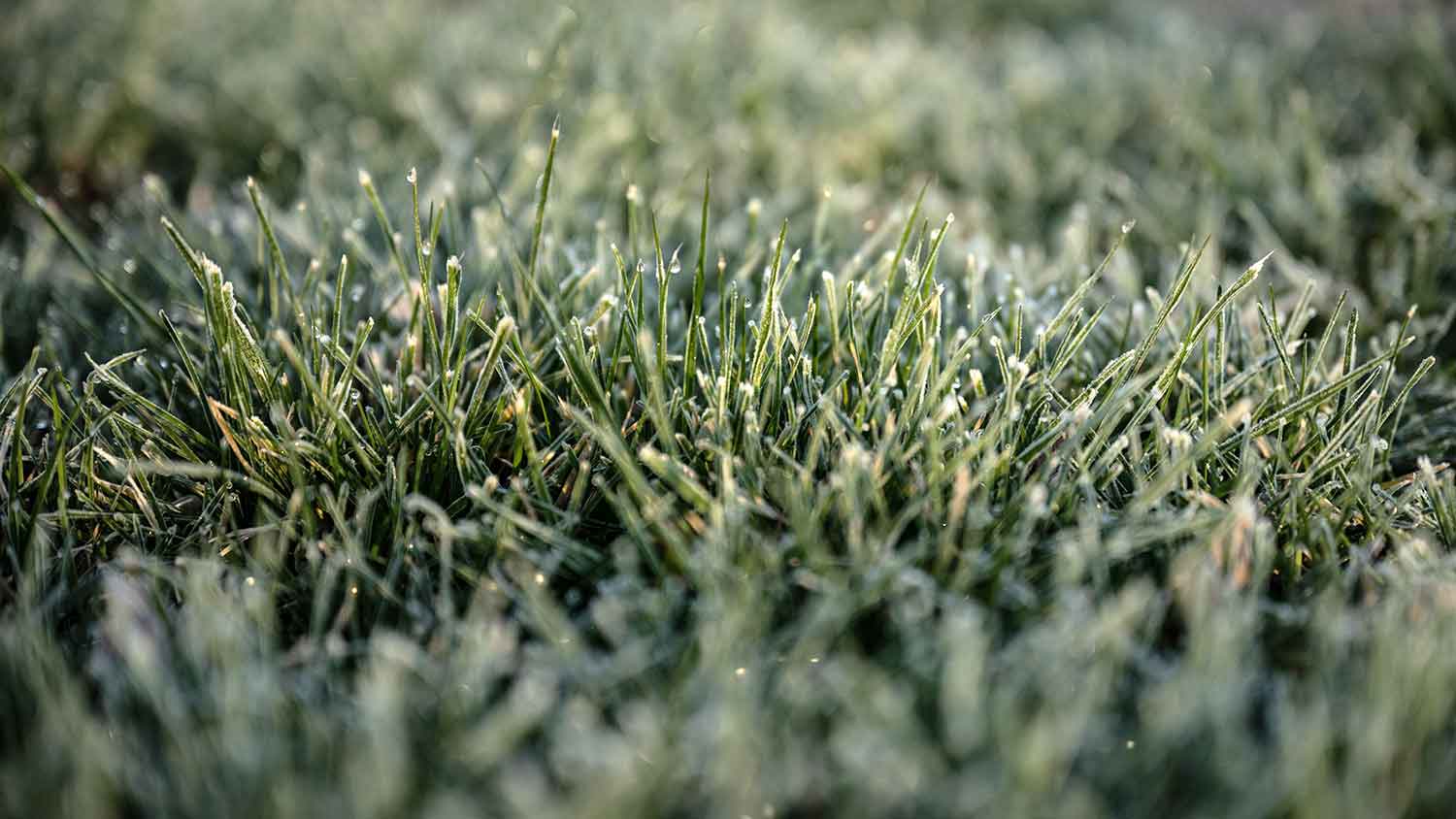 Kentucky bluegrass turf with morning dew