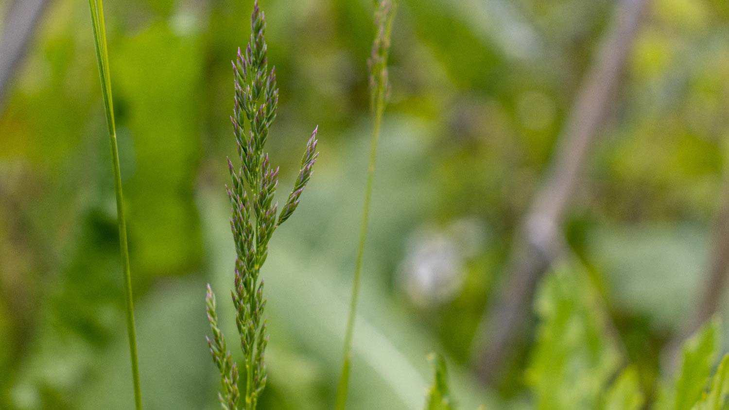 Close-up of Kentucky grass