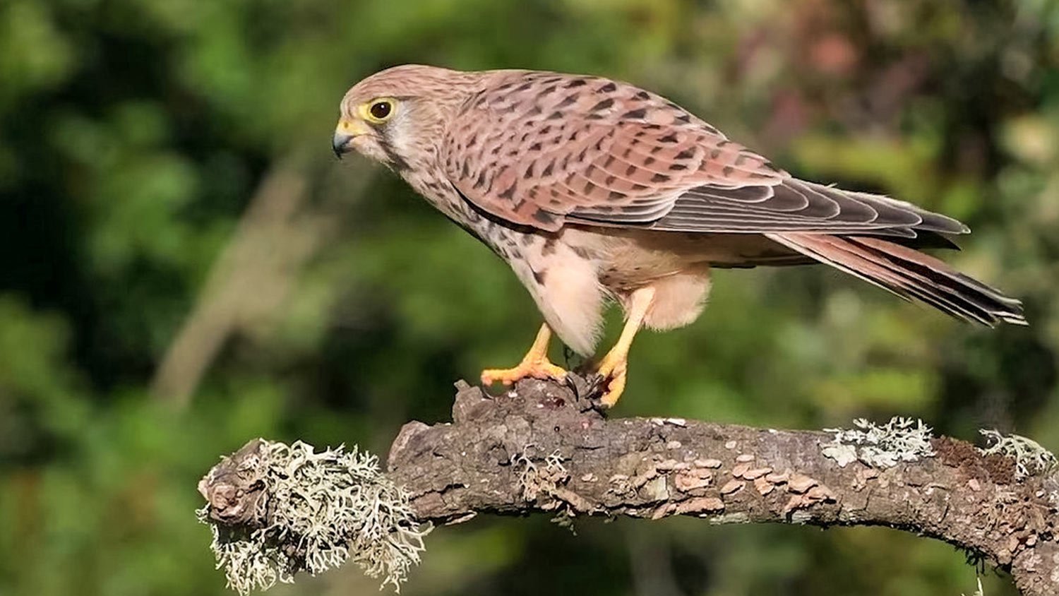 kestrel sitting on a branch