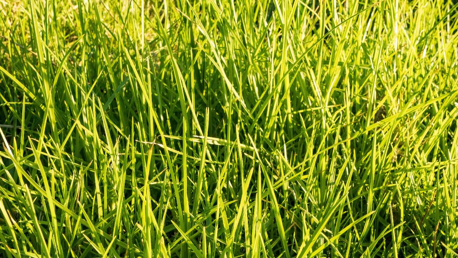 Close-up of kikuyu grass