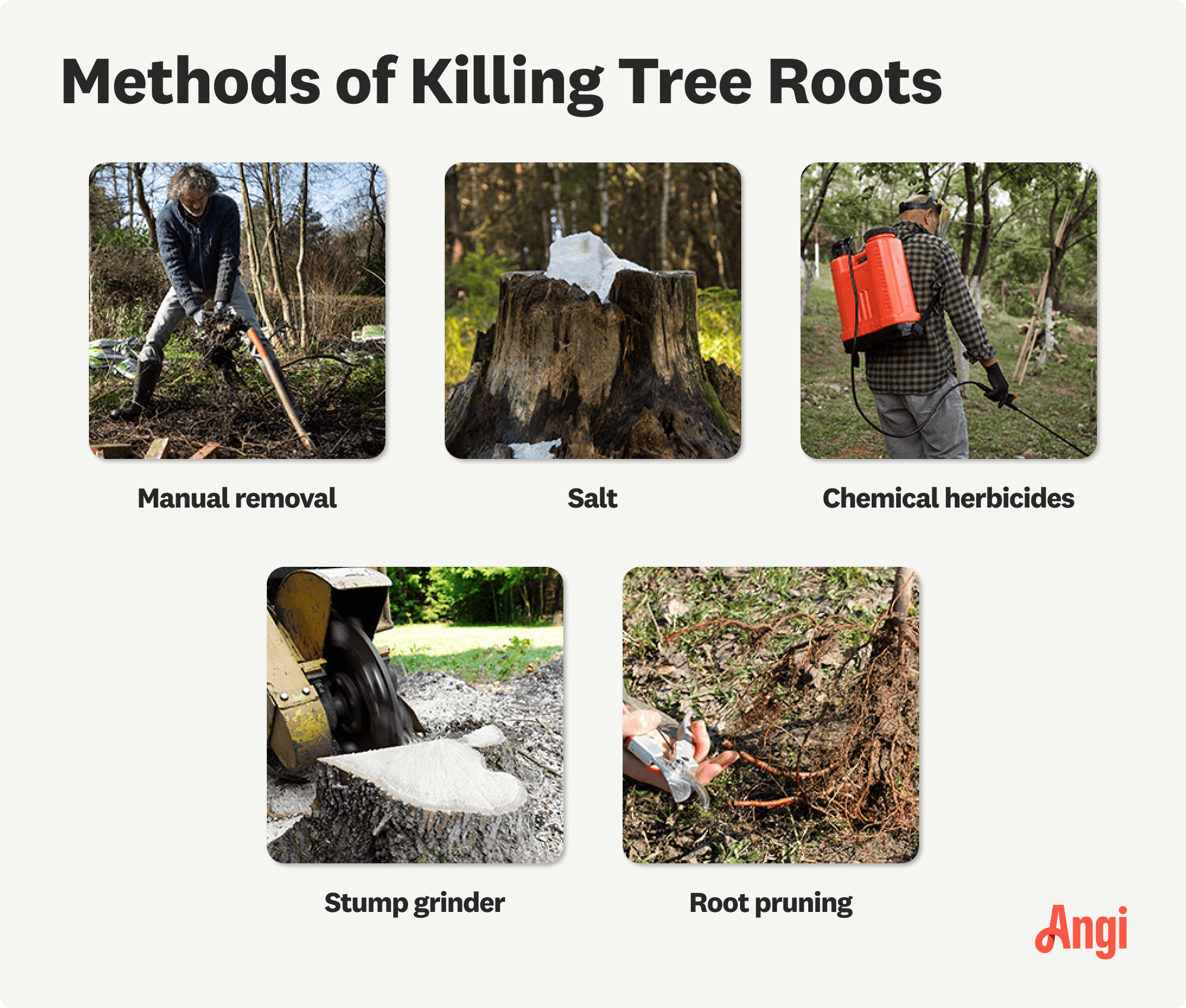 5 methods of killing tree roots compared visually, including salt, chemical herbicides, and stump grinding