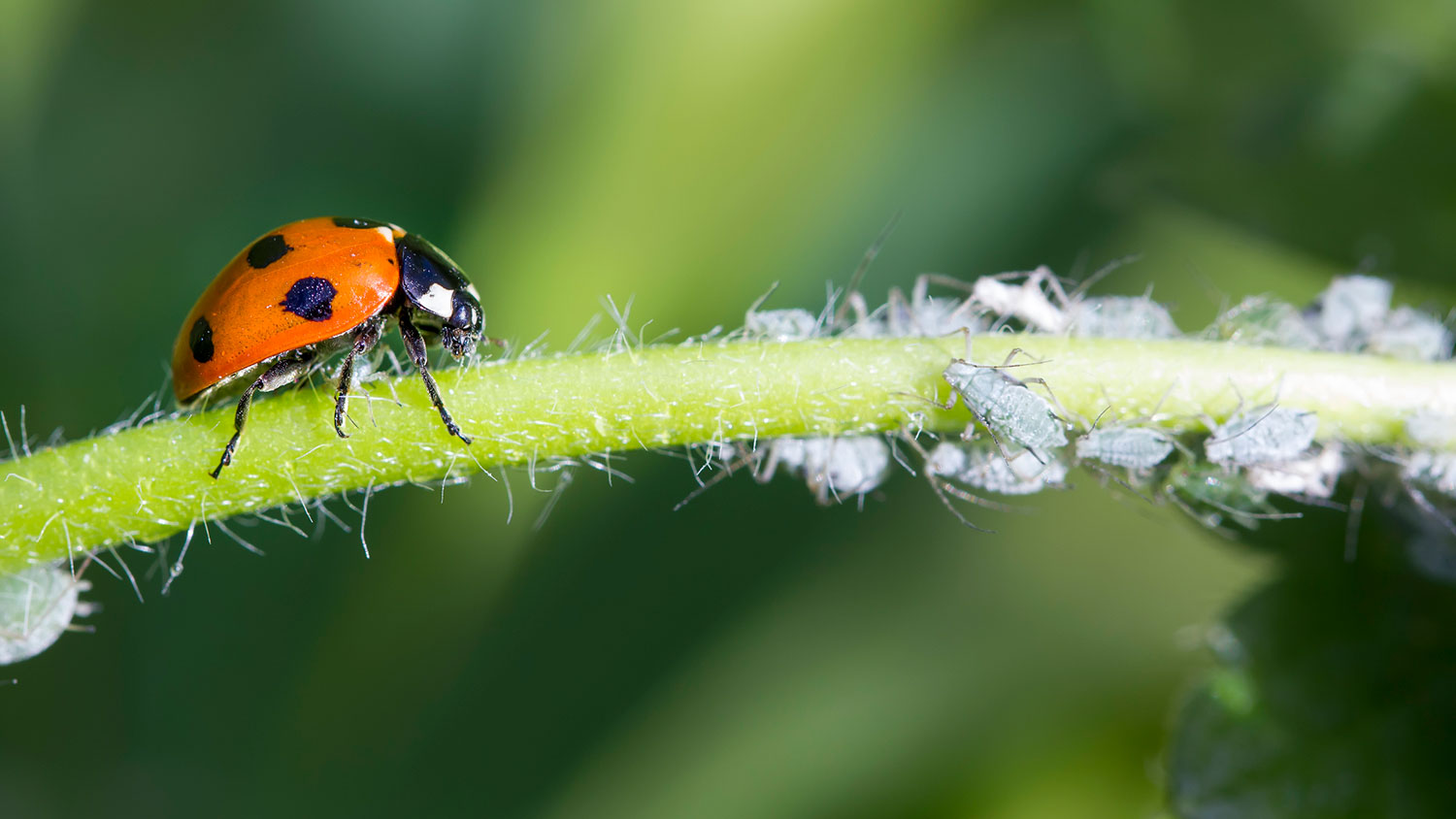 Ladybug perched on a plant eating aphids 