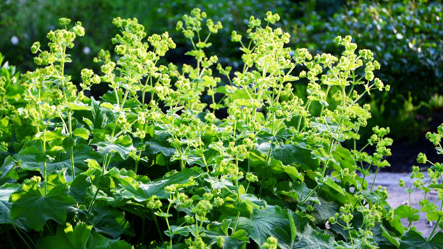 Lady’s Mantle