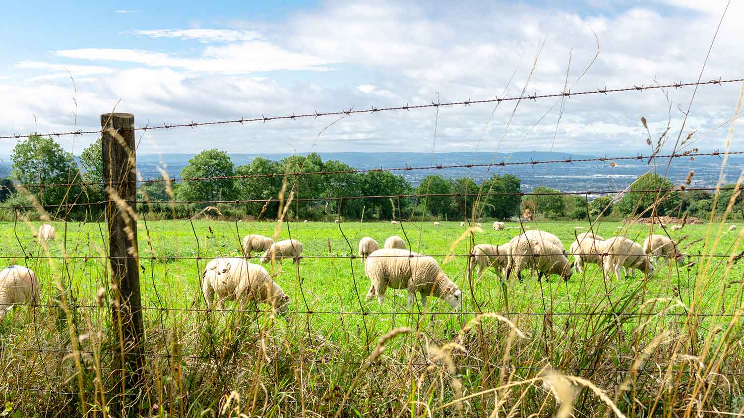 Lambs grazing in the field behind a barbed wire fence