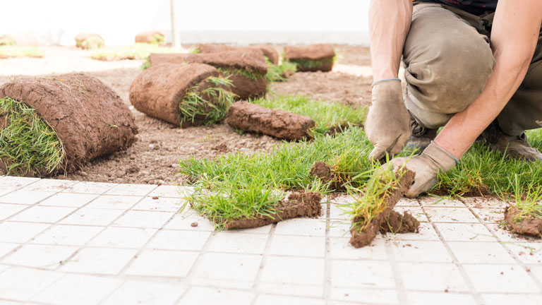 Landscaper installing new fresh sod in yard