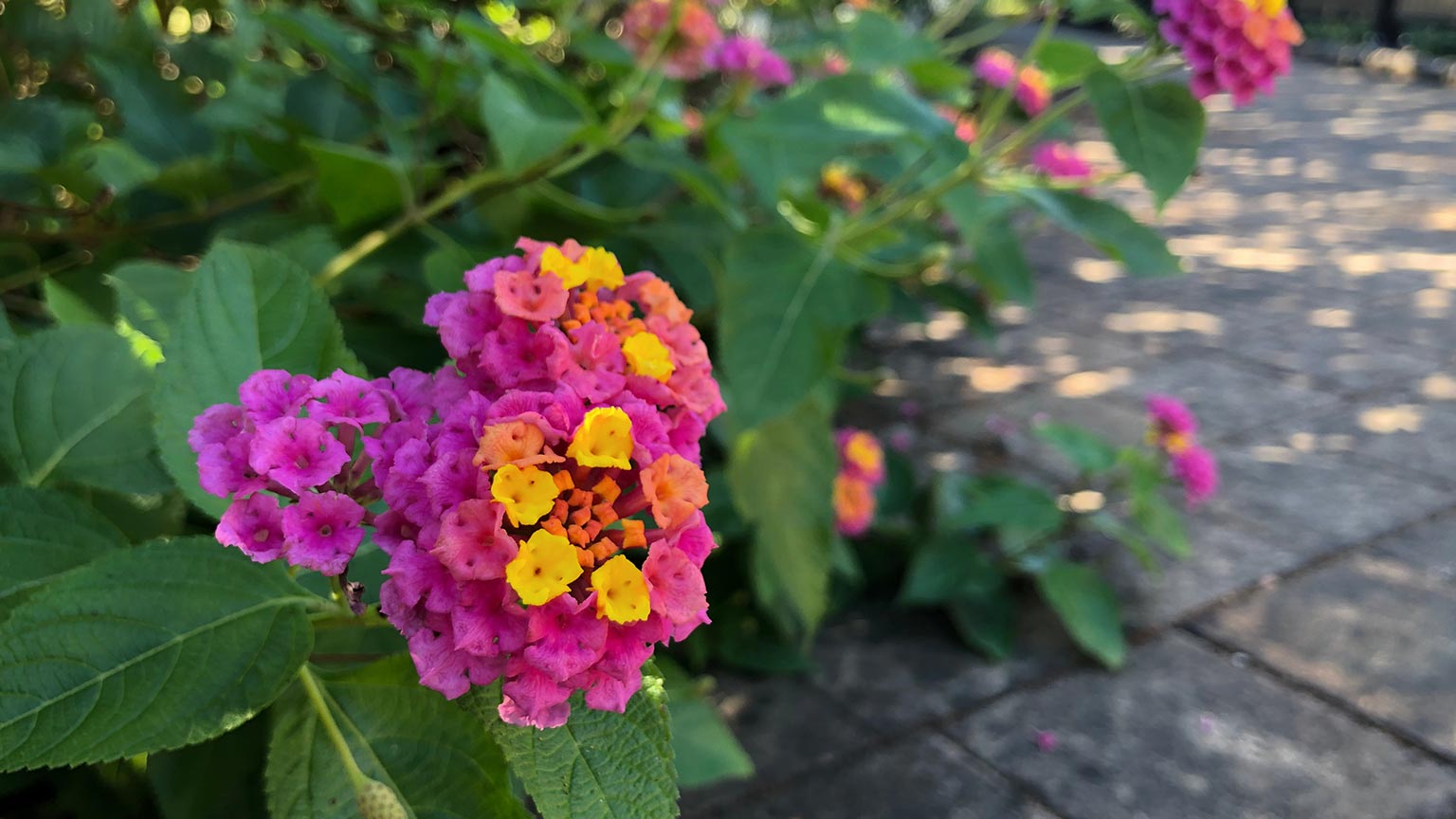 lantana