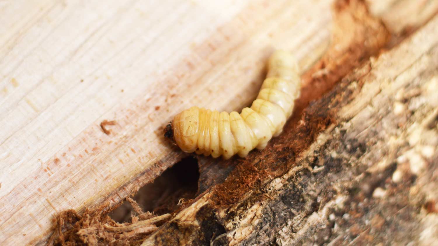 larvae of longhorn beetle on tree