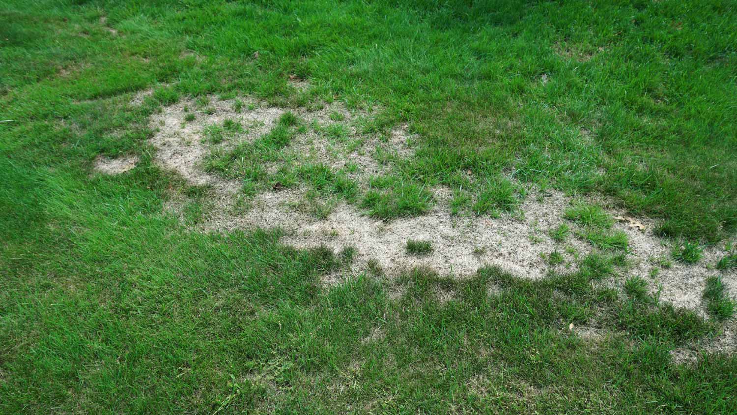 Lawn in bad condition