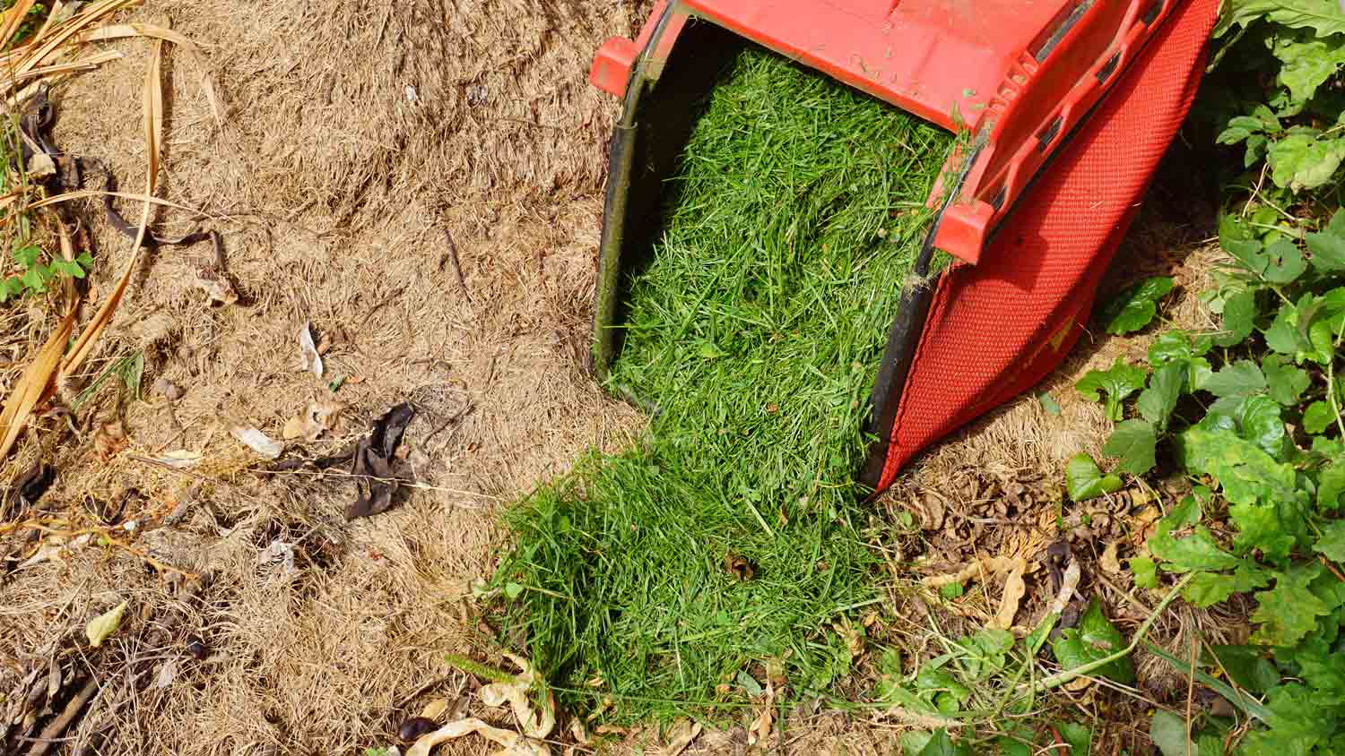 lawn clippings covering bare areas of lawn