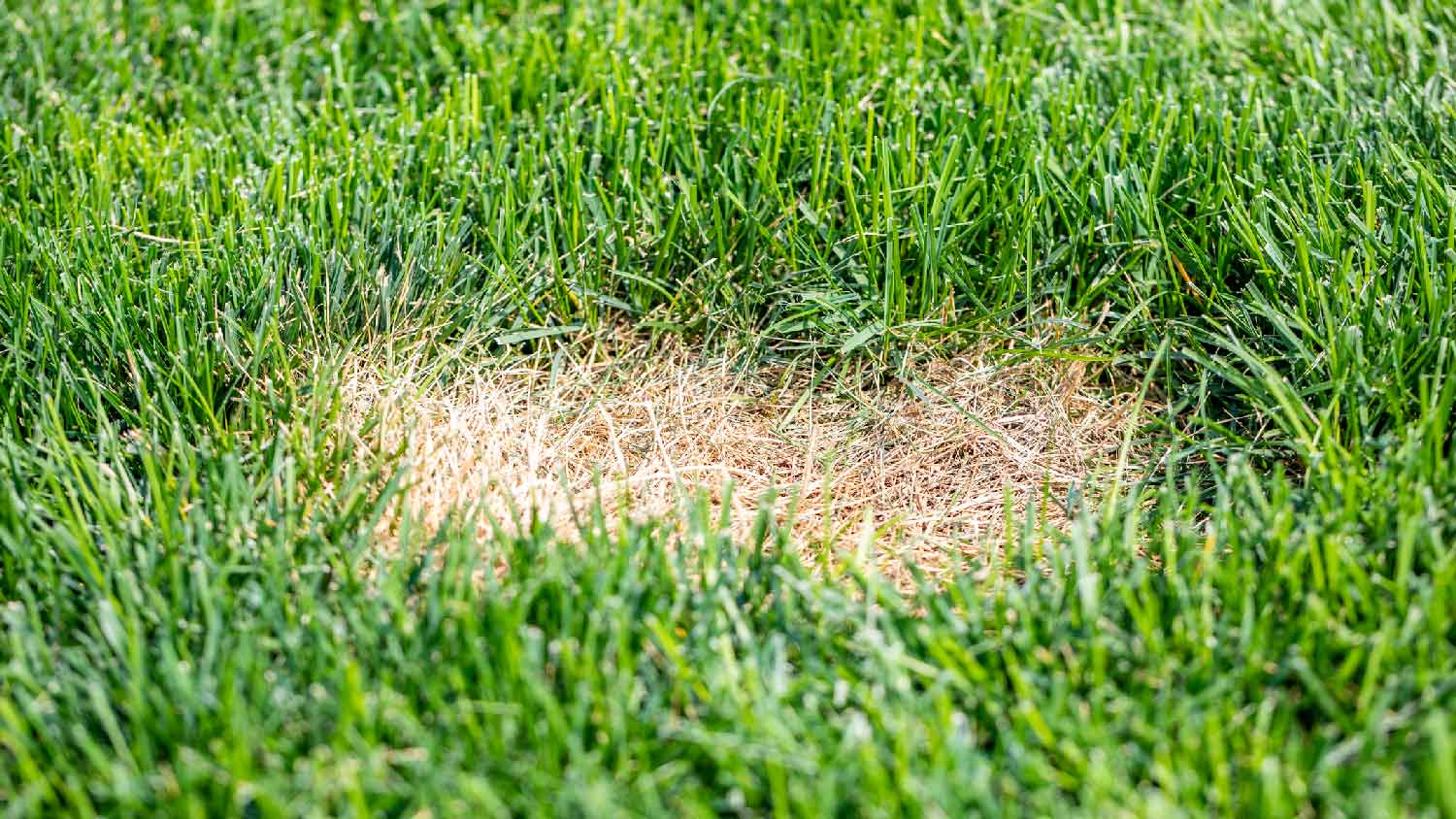 Close-up of lawn disease