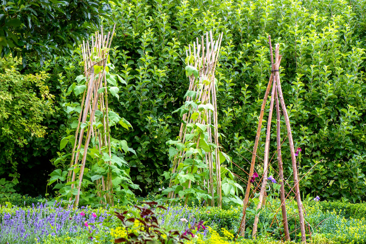 Runner beans growing in a vegetable garden on a wigwam made of wooden sticks