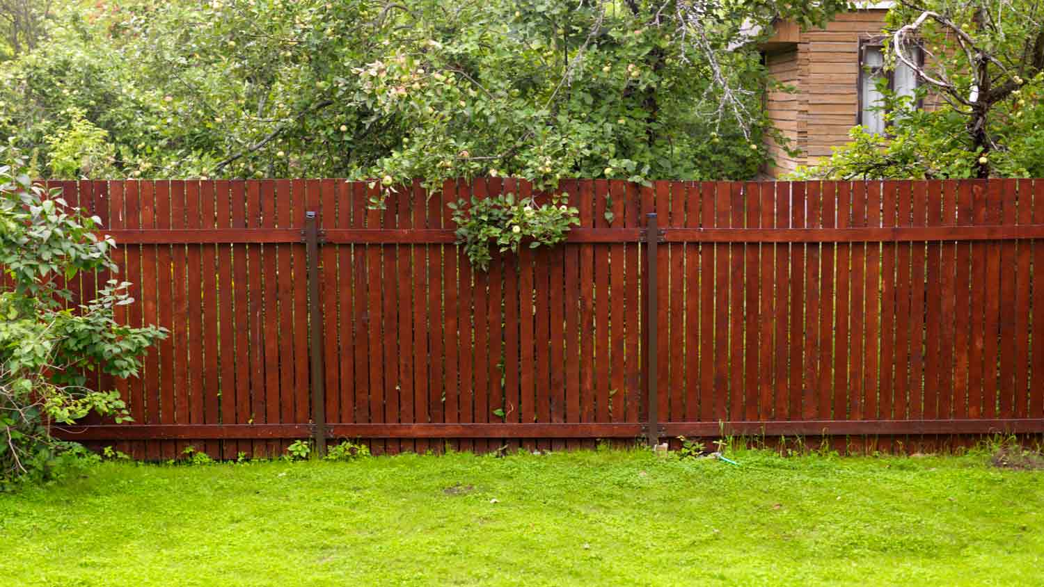 lawn in front of redwood fence