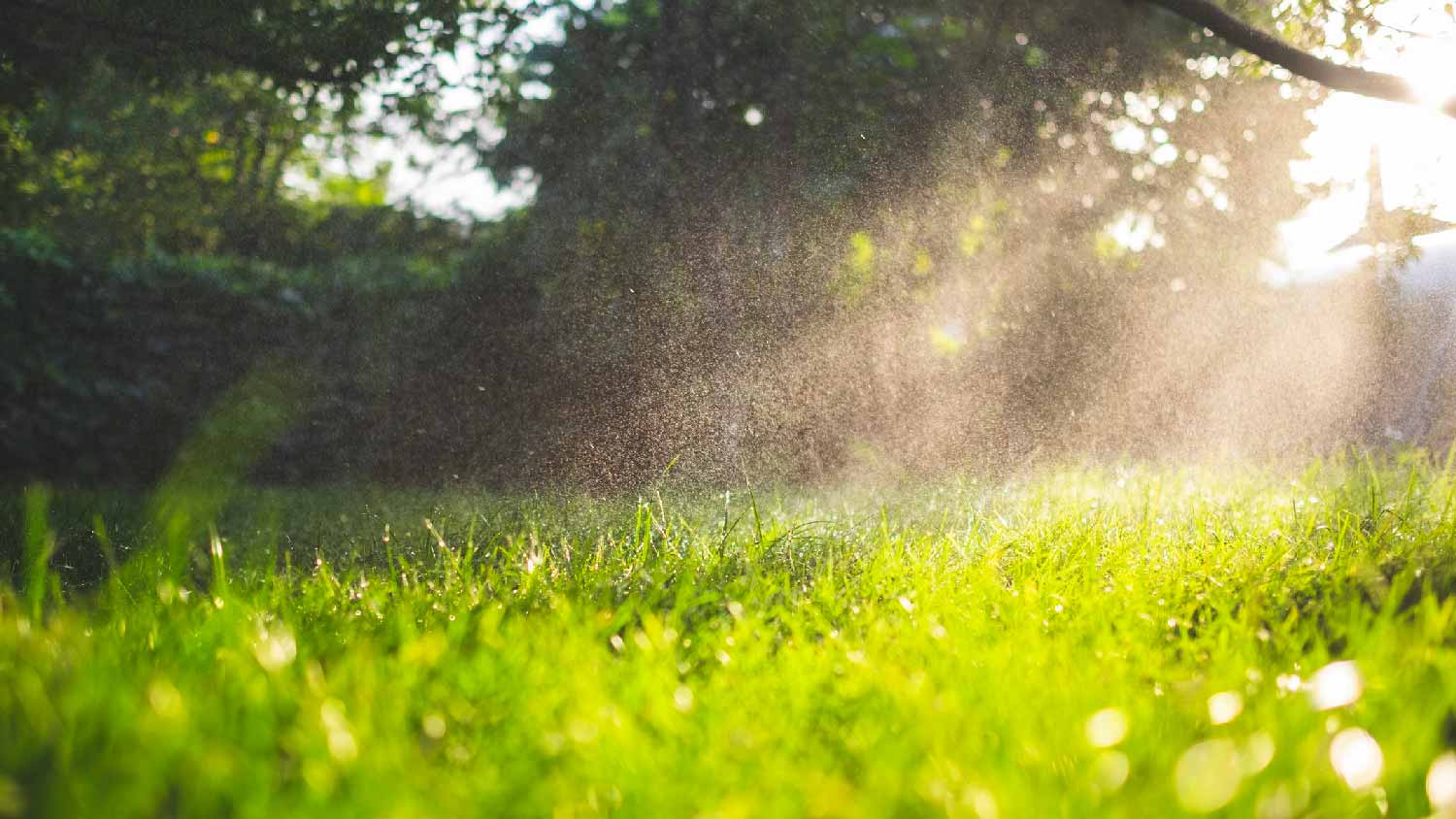 The lawn getting watered in the early morning