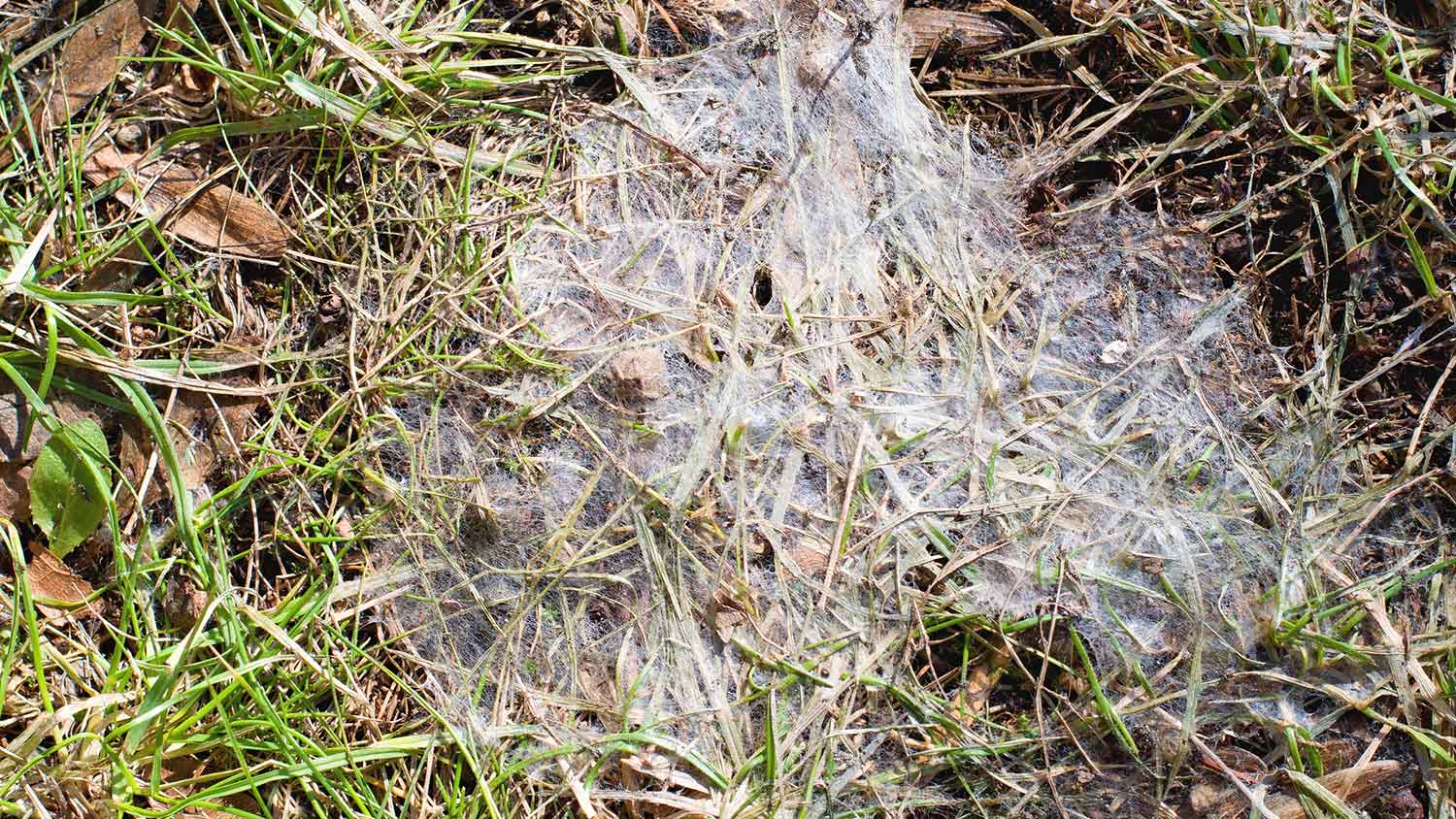 Snow mold growing in the yard