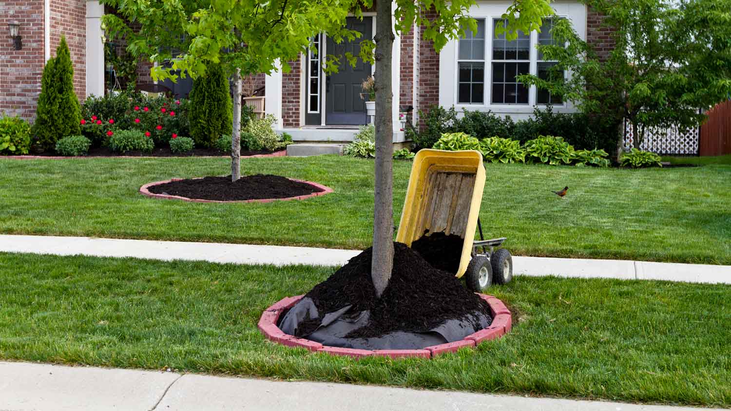 A Step by Step Guide to Mulching Around Trees