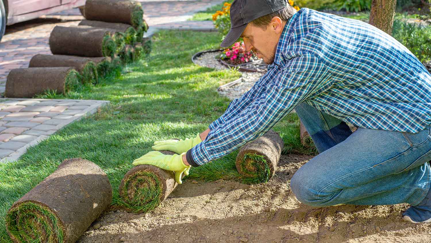 Landscaper laying new turf in the yard