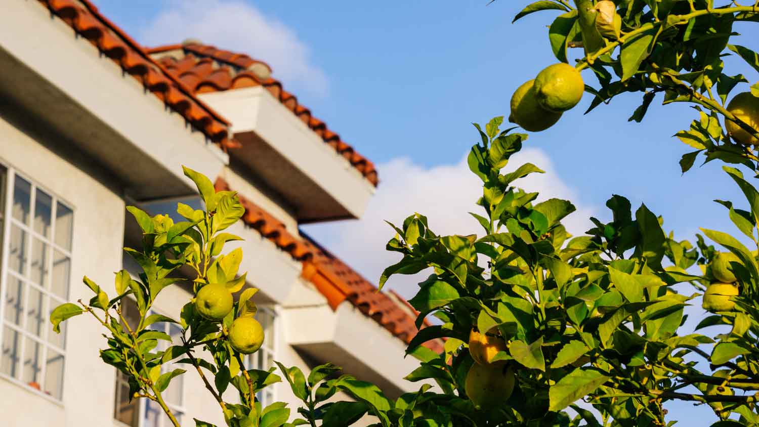 A lemon tree in a house’s garden