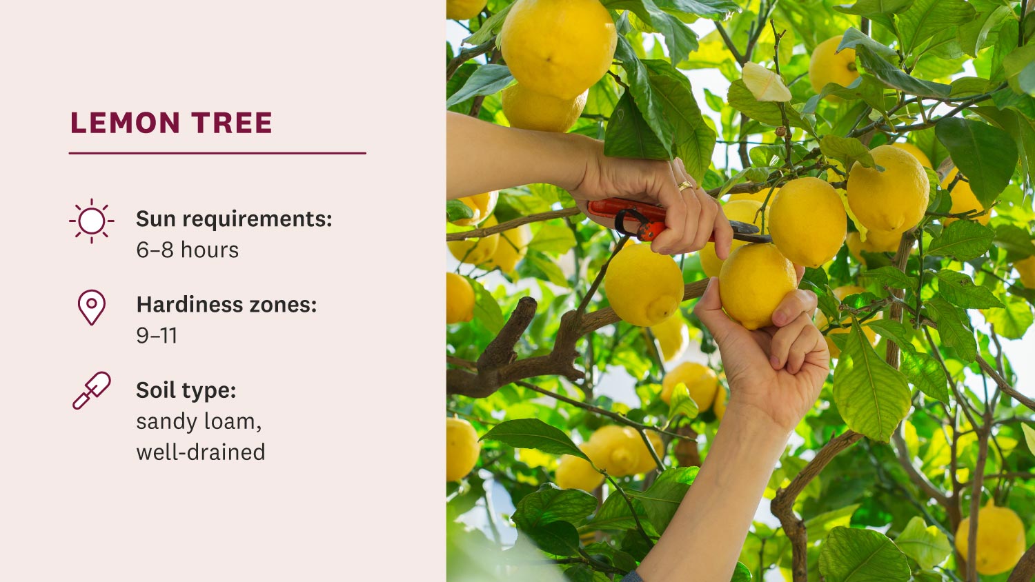 man picking lemons from tree