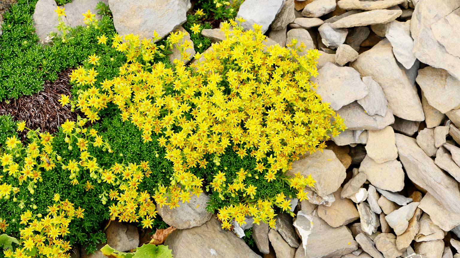 lemonjade sedum