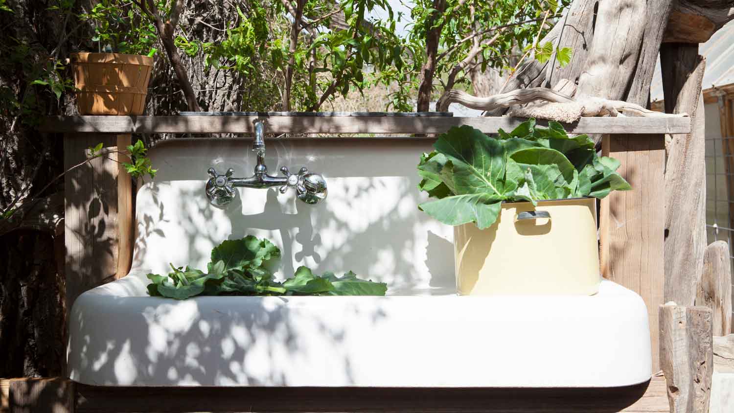 Lettuce in an outdoor white vintage sink