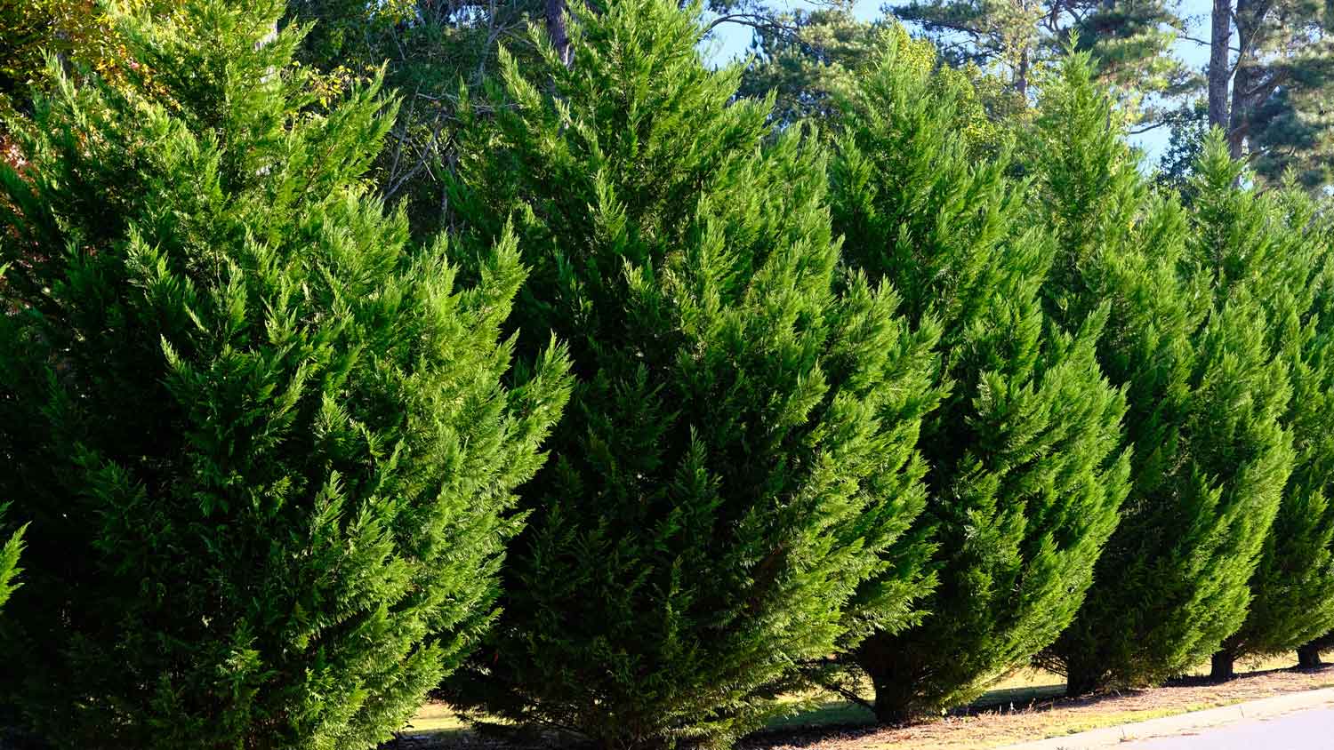 Leyland cypress trees in a row