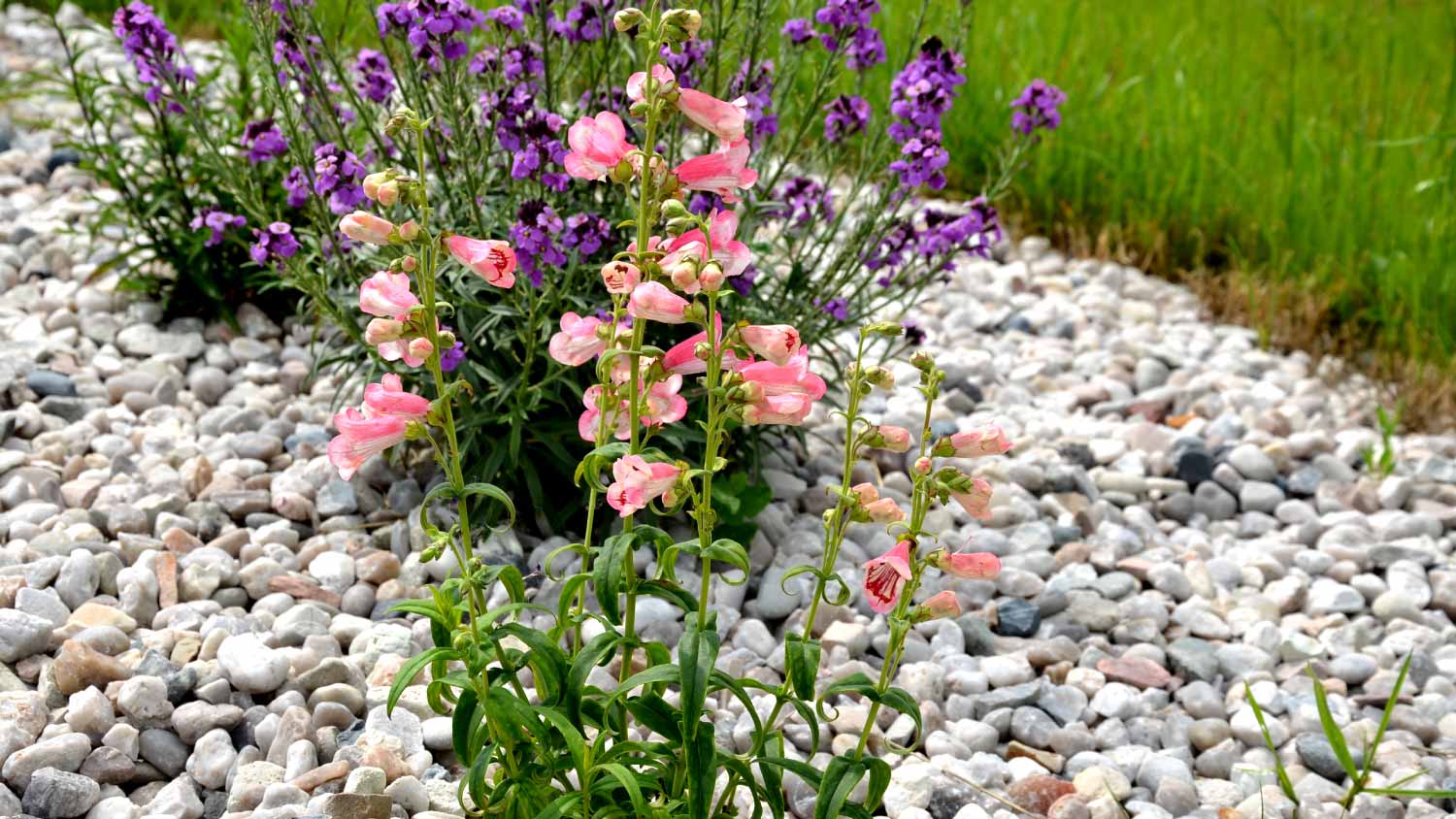 light pebbles next to flowers