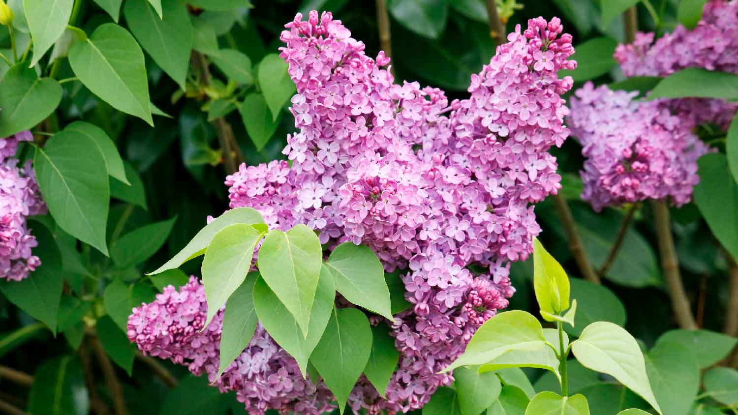 Close-up of a lilac shrub