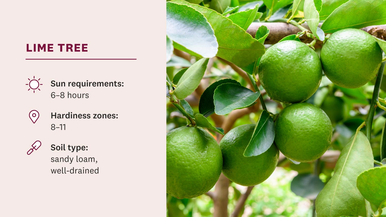 limes hanging from tree