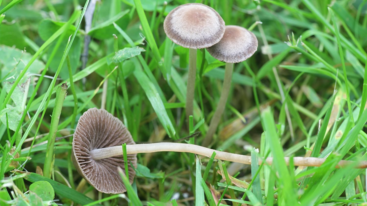 Common Yard Mushrooms